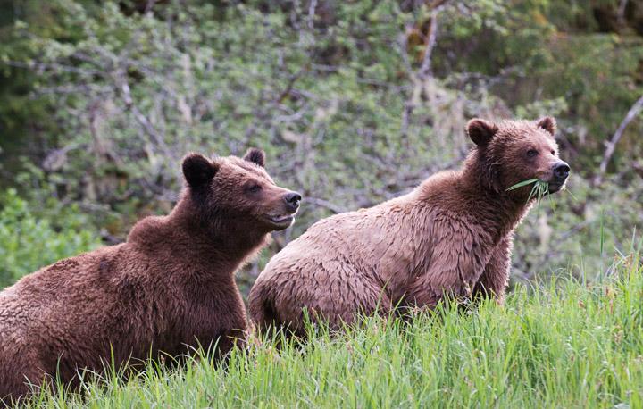 BearAlert_4170