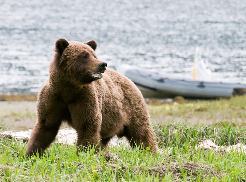 BearBoat_2006