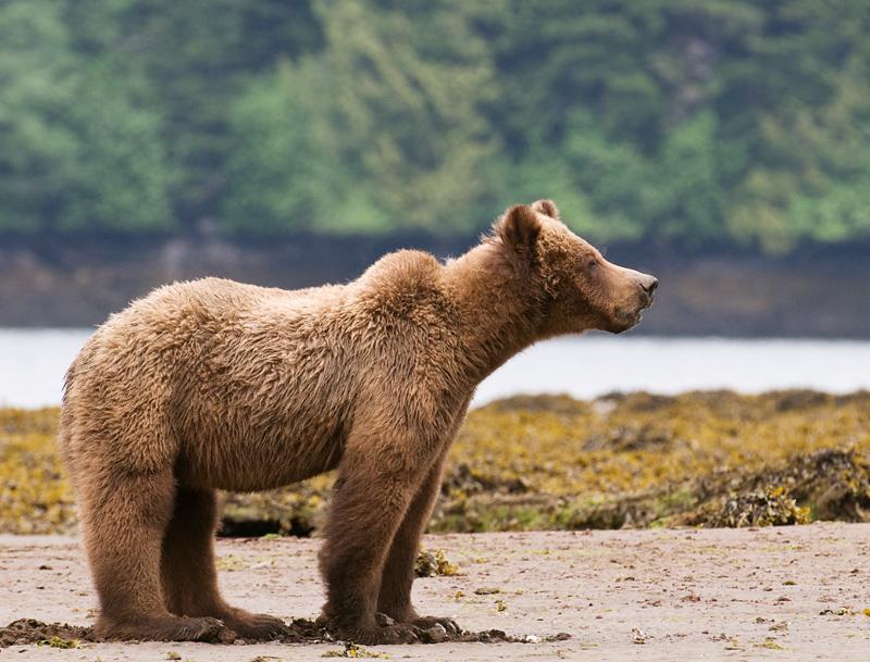 BearClam_1851