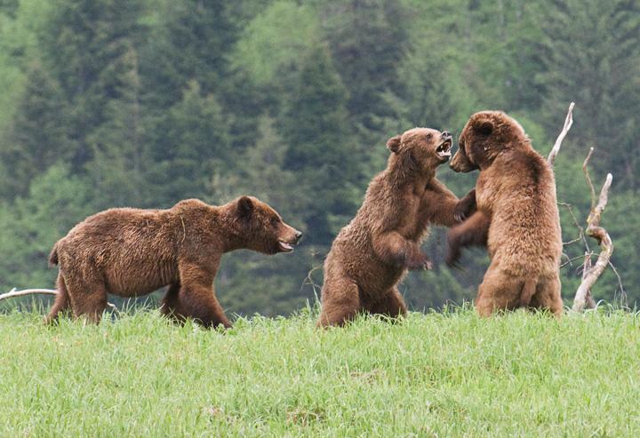 BearFightTrio_3042_720