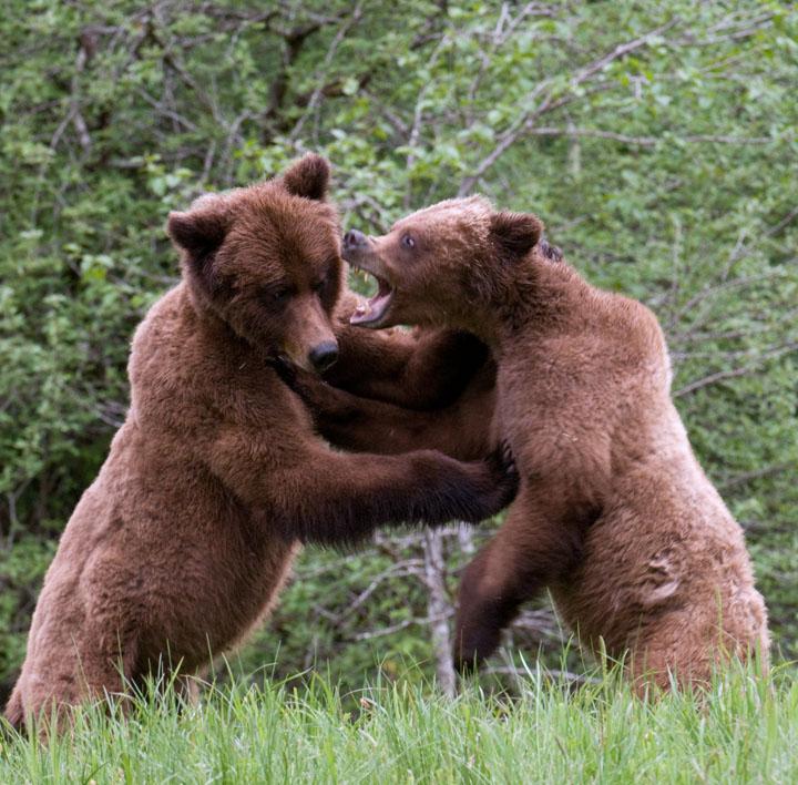 BearFight_4119
