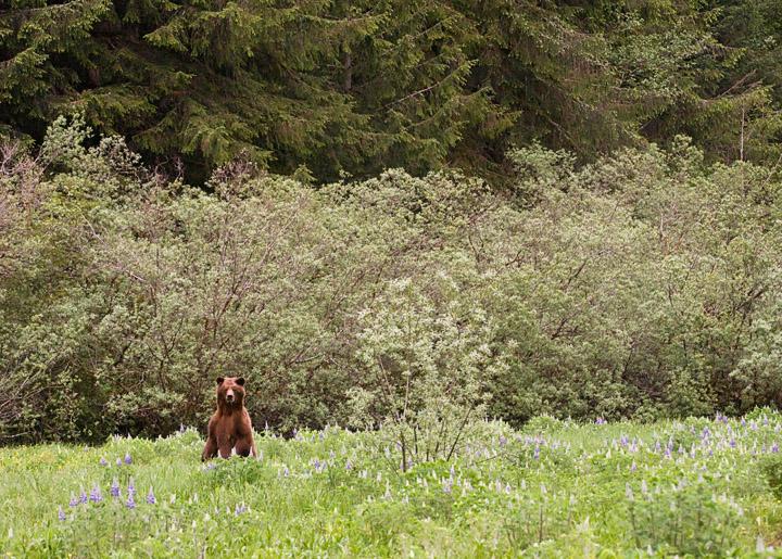 BearLupines_3400