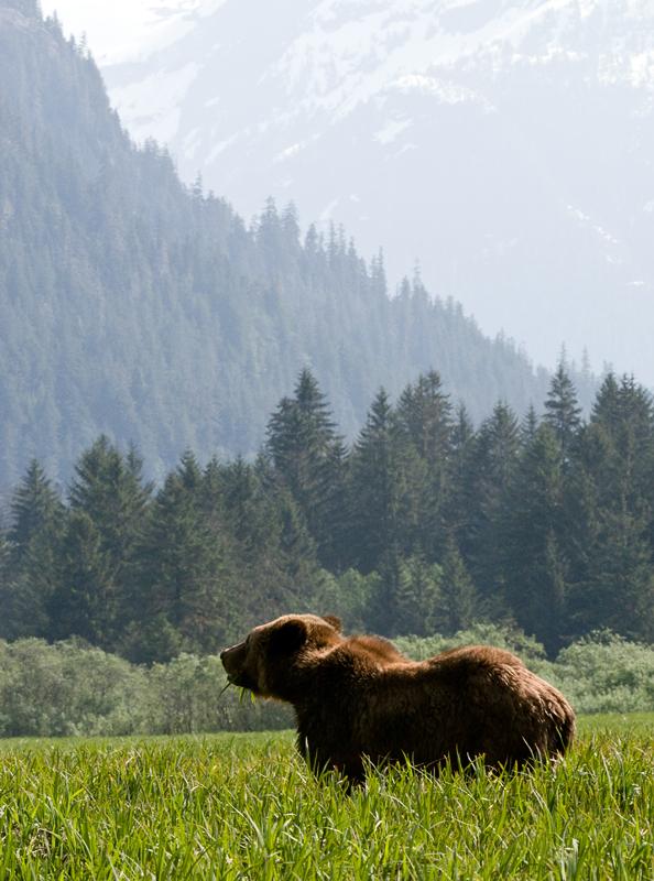 BearScape_1675