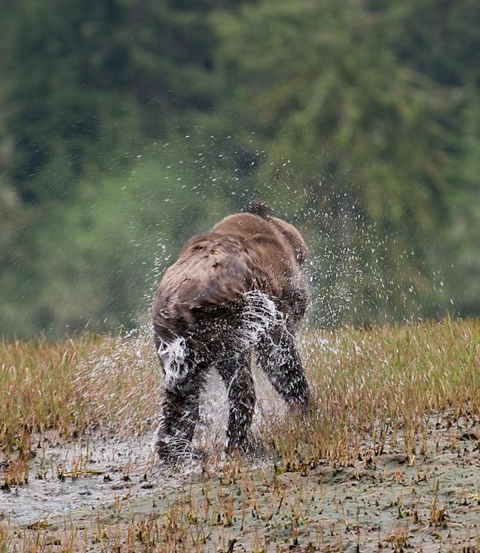 BearShake_2081
