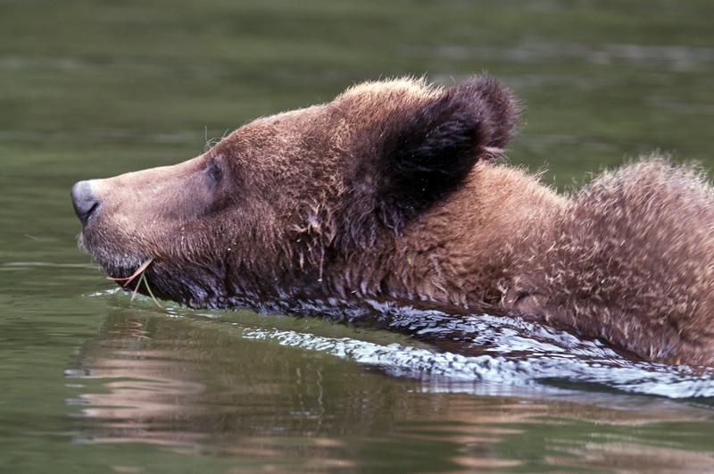 BearSwim_2104