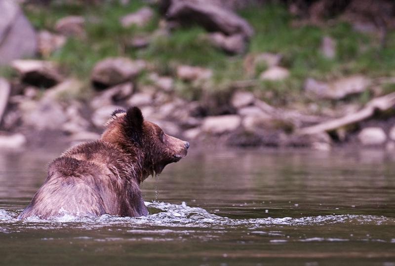 BearSwim_2112