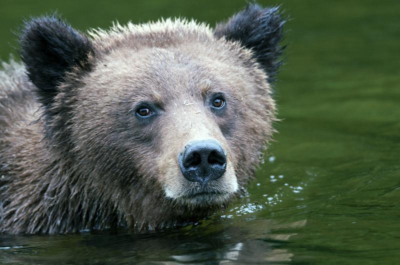 BearSwim_2222