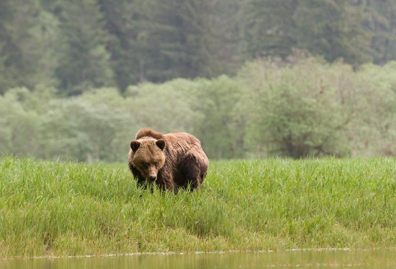 Bear_1501