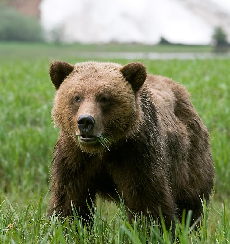 Bear_1529