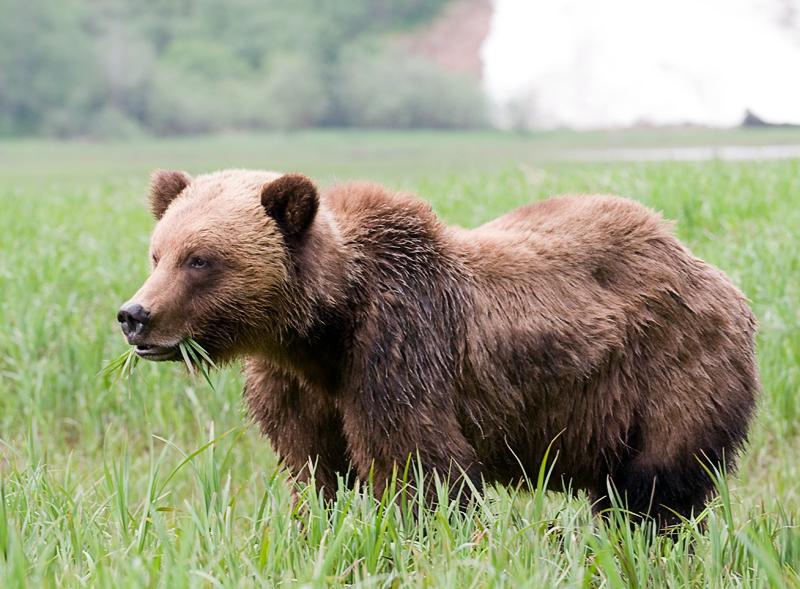 Bear_1533