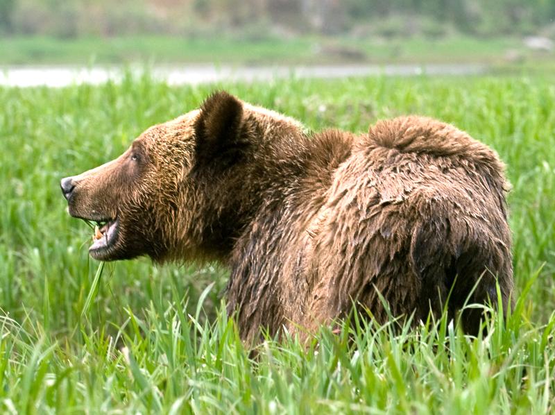 Bear_1537