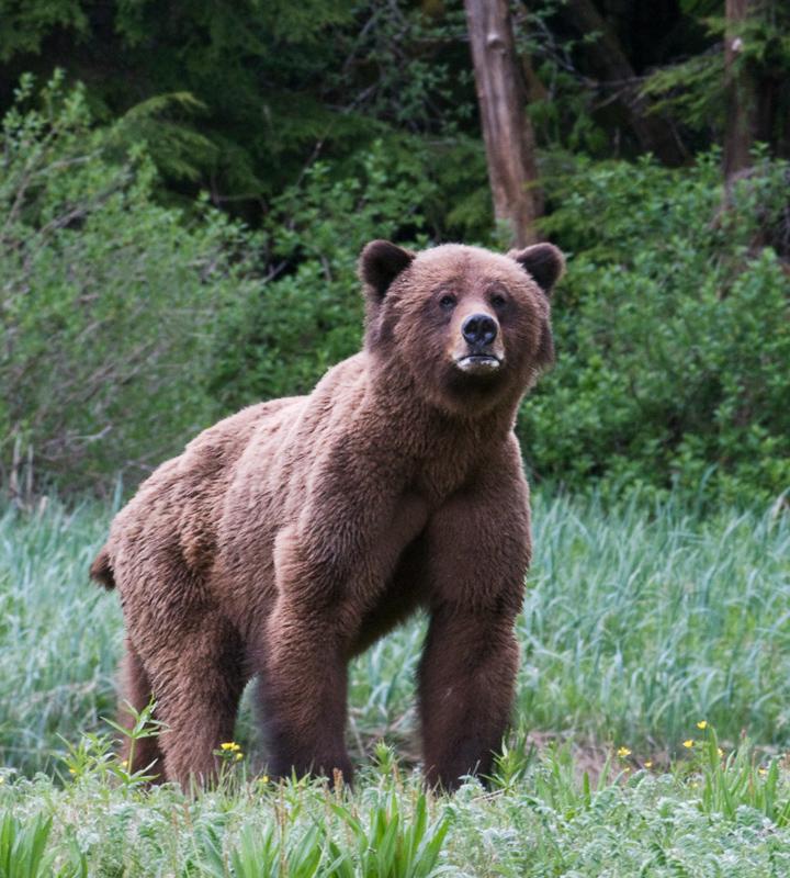 Bear_1966