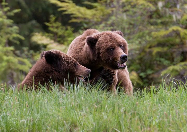 Bearfight_3944