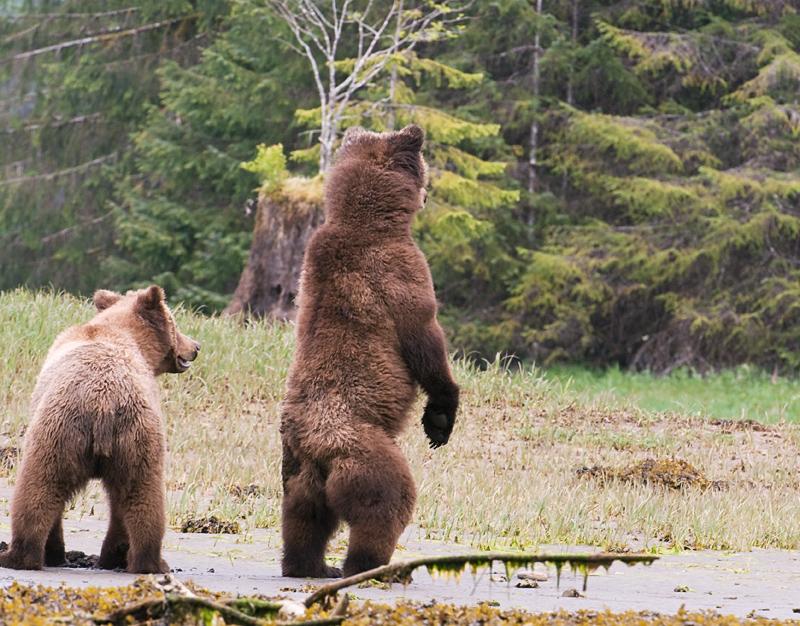 BearsAlert_1893