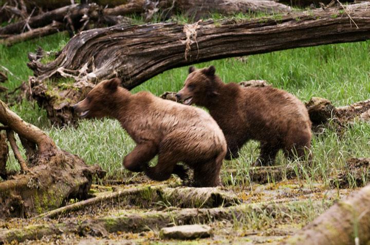 BearsRun_4171