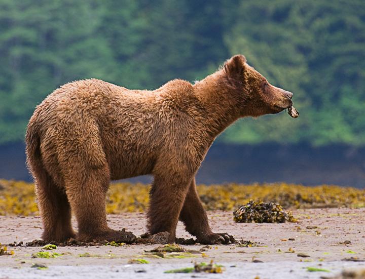 ClamBear_1843