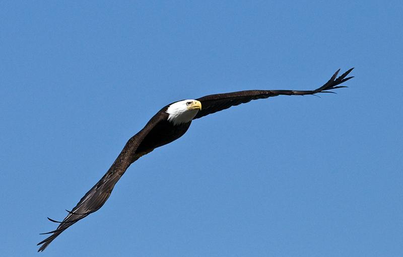 Eagle_1435