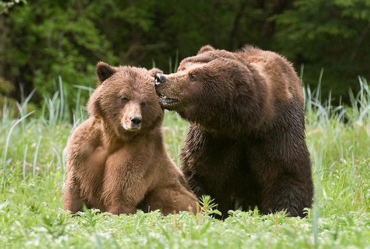 Nuzzle_3649_720b
