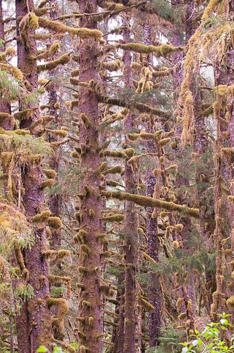RainForest_2468