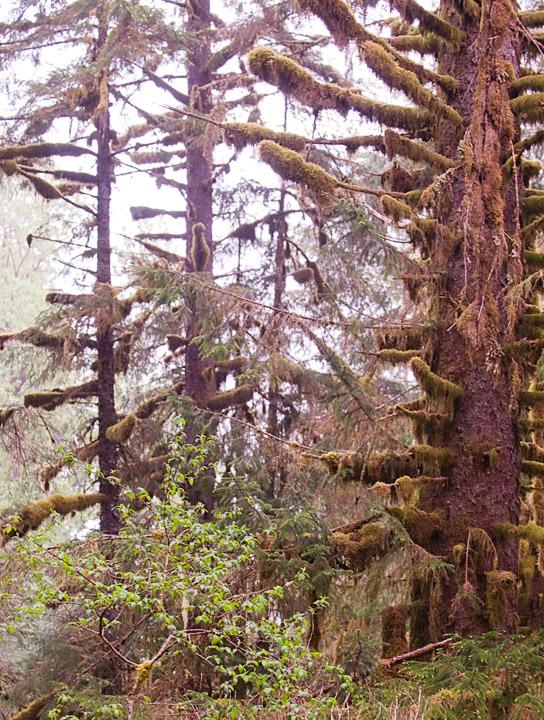 RainForest_2470