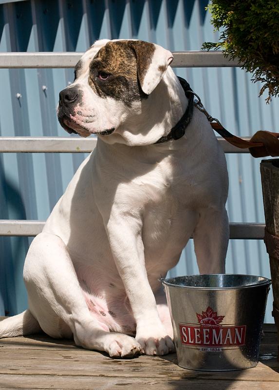 SleemanDog_1420