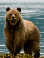 BarnacleBear_2893_720
