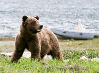  I hope we can get back to the boat. 
We spent a good deal of time on shore watching the bears feed. Those who were not eating grass, dug clams or turned over stones to get at the barnacles underneath.