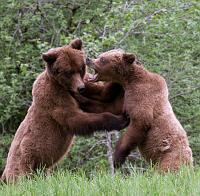 BearFight_4119