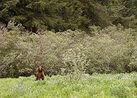 BearLupines_3400
