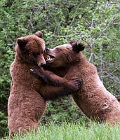 BearRassel_4109