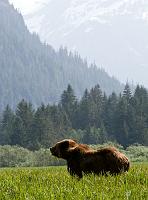 BearScape_1675