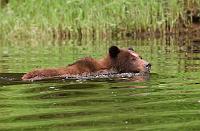  Lots of swimming