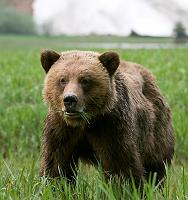 Bear_1529