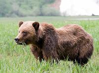Bear_1533