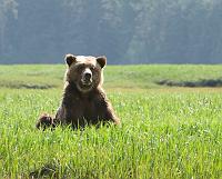 Bear_6529