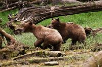 BearsRun_4171
