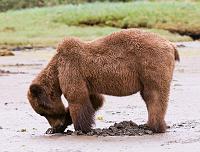  This bear is digging for clams. They are very skilled at using a claw to hold the open shell so they can slurp  up the tasty meat.