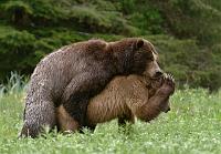  OK ... OK ... OK
The mating went on for at least 20 minutes, after which Lefty staggered around a bit until he got his 