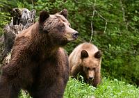 Lucy_Cub_2291b