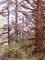  Trees in an area surrounding a well-worn bear trail. 
The Real Rain Forest!