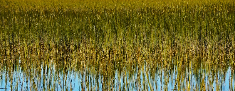 MarshGrass_9528_17x7.jpg - Marsh Grass Near Coffin Creek