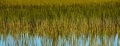 MarshGrass_9528_17x7