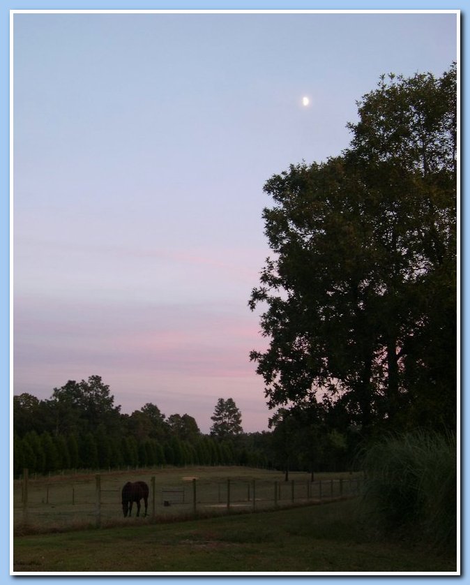 horsemoon