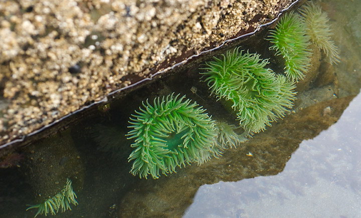 Anemones_9633.jpg - In the tide pools we found beautiful green anemones.  