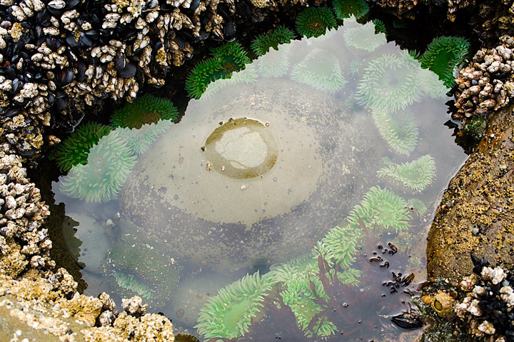 Anemones_9659.jpg