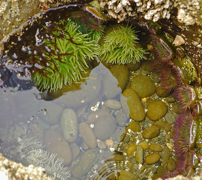 Anemones_9660.jpg
