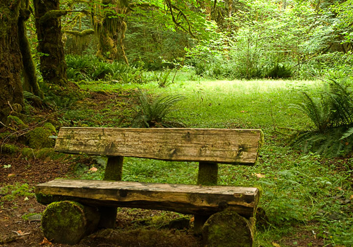 Bench_9850.jpg - Nice rustic bench in the Maple Glade.  