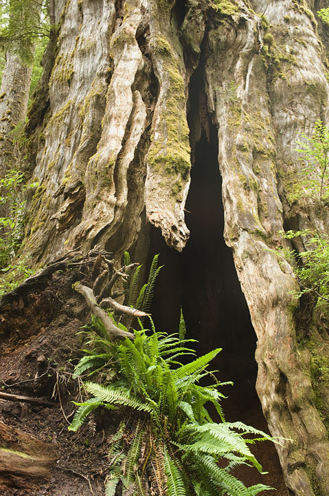 BigCedarOpening_9879.jpg - The "entrance" to the tree.  