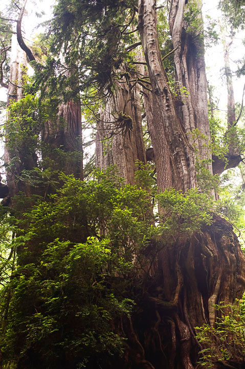 BigCedar_9706.jpg - The upper reaches of the big cedar.  