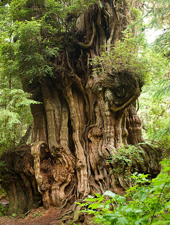 BigCedar_9716.jpg
